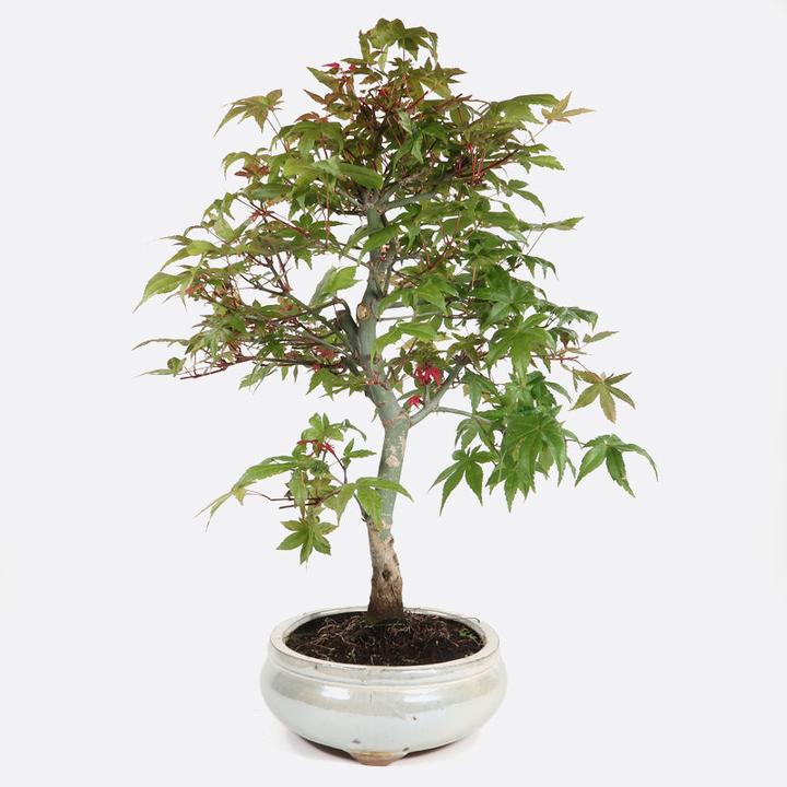 Immagine prodotto Bonsai.ch Ulmus Chinesische Ulme