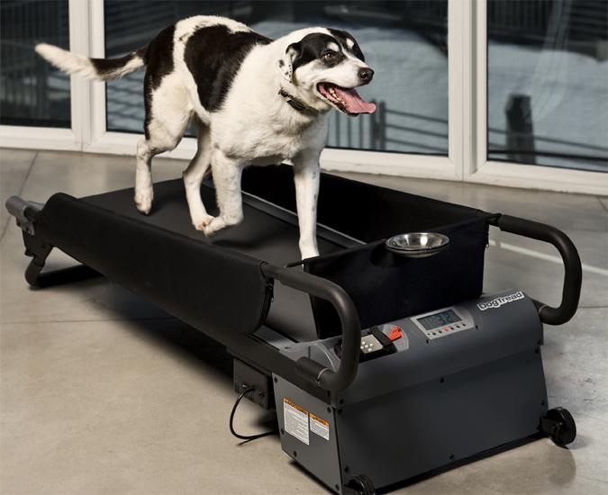 Produktbild FitPaws Dog Treadmill (M, Joggen)