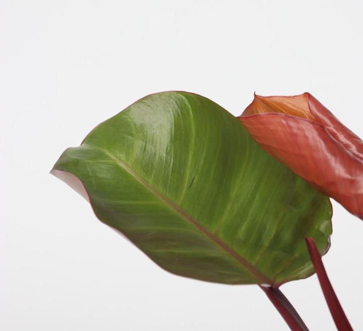 Actual product image Plant in a Box Philodendron Sun Light - Set of 2 Tree Lover (20 cm)