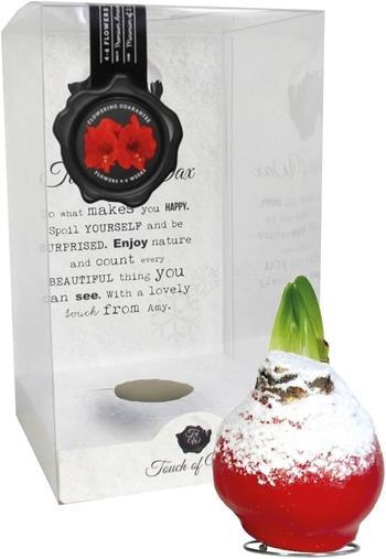 Produktbild Amaryllis im Wachs rot mit Schnee (22 cm)
