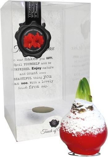 Produktbild Amaryllis im Wachs rot mit Schnee (22 cm)