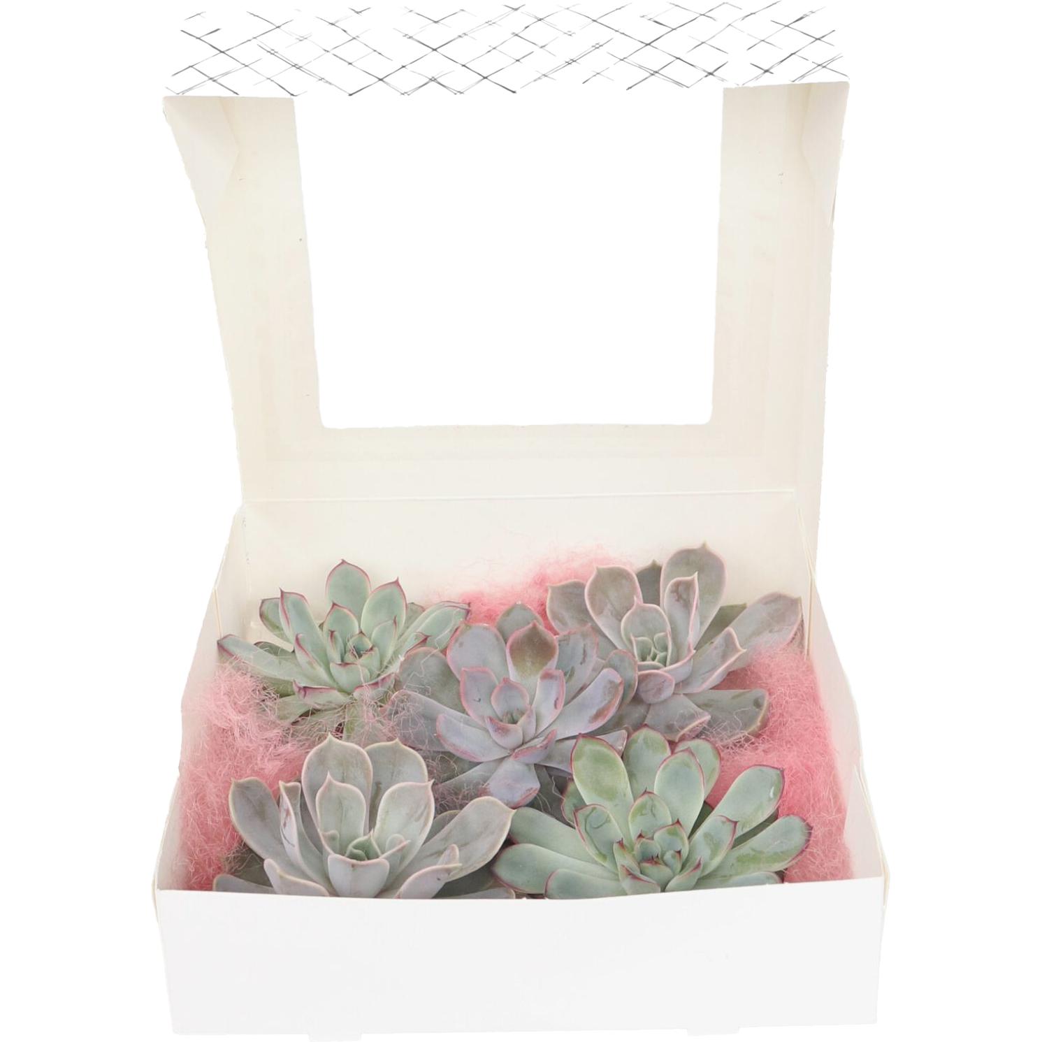 Plant in a Box, Pflanzen, Echeveria lilacina - 5er Mischung Echeveria DIY (7 cm)