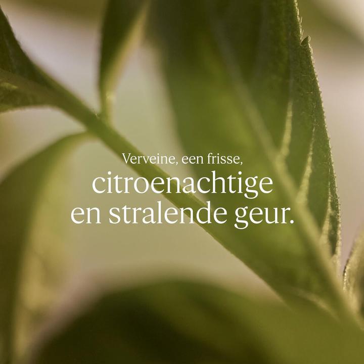 Actual product image L'Occitane Shea Butter Verbena Liquid Soap 500ml (Liquid soap, refill, 500 ml)