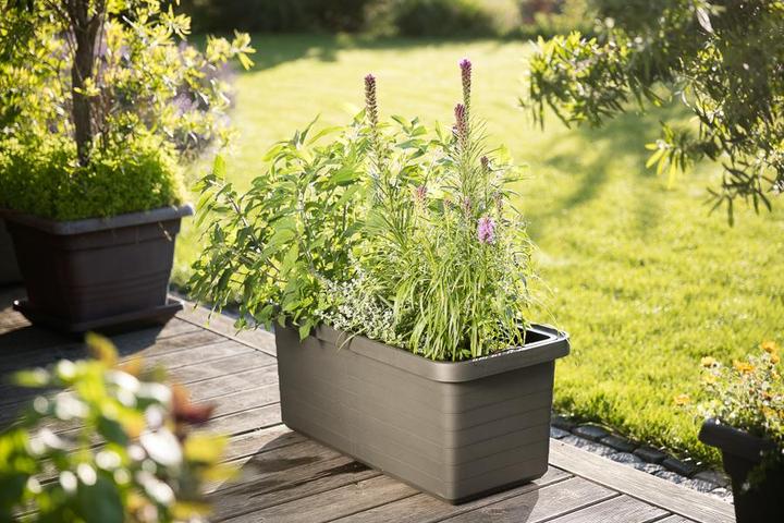 Produktbild Plastia Berberis Duo