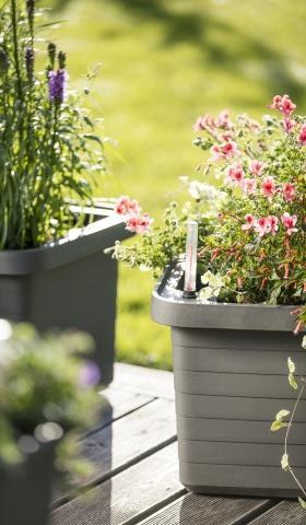 Produktbild Plastia Berberis Duo