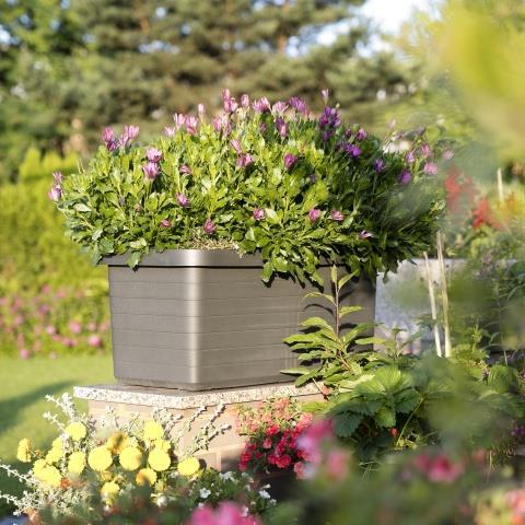 Produktbild Plastia Berberis Duo