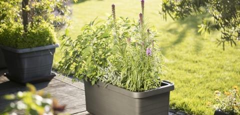 Produktbild Plastia Berberis Duo