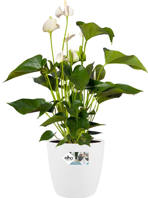 Produktbild Elho Brussels (24.30 cm)