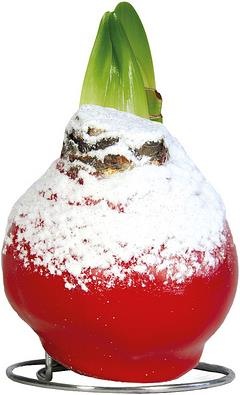 Produktbild Amaryllis im Wachs rot mit Schnee (22 cm)