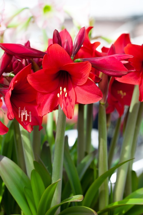 Produktbild Amaryllis im Wachs rot mit Schnee (22 cm)