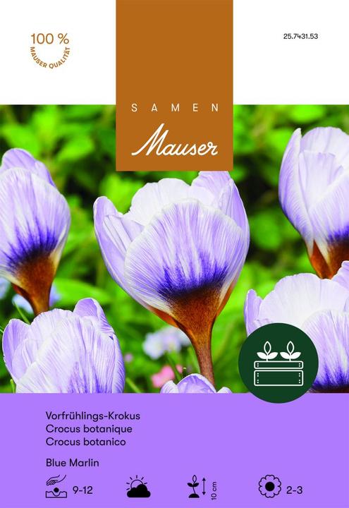 Immagine prodotto Samen Mauser Crocus Blue Marlin (Bulbi da fiore)