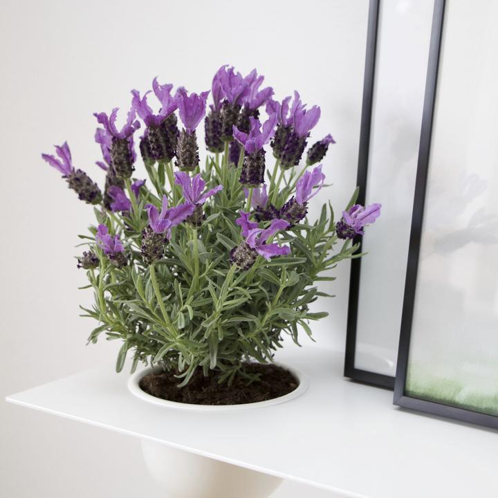 Actual product image Nichba Design Shelve01 Wall shelf with tray left (70 x 25 x 19 cm)