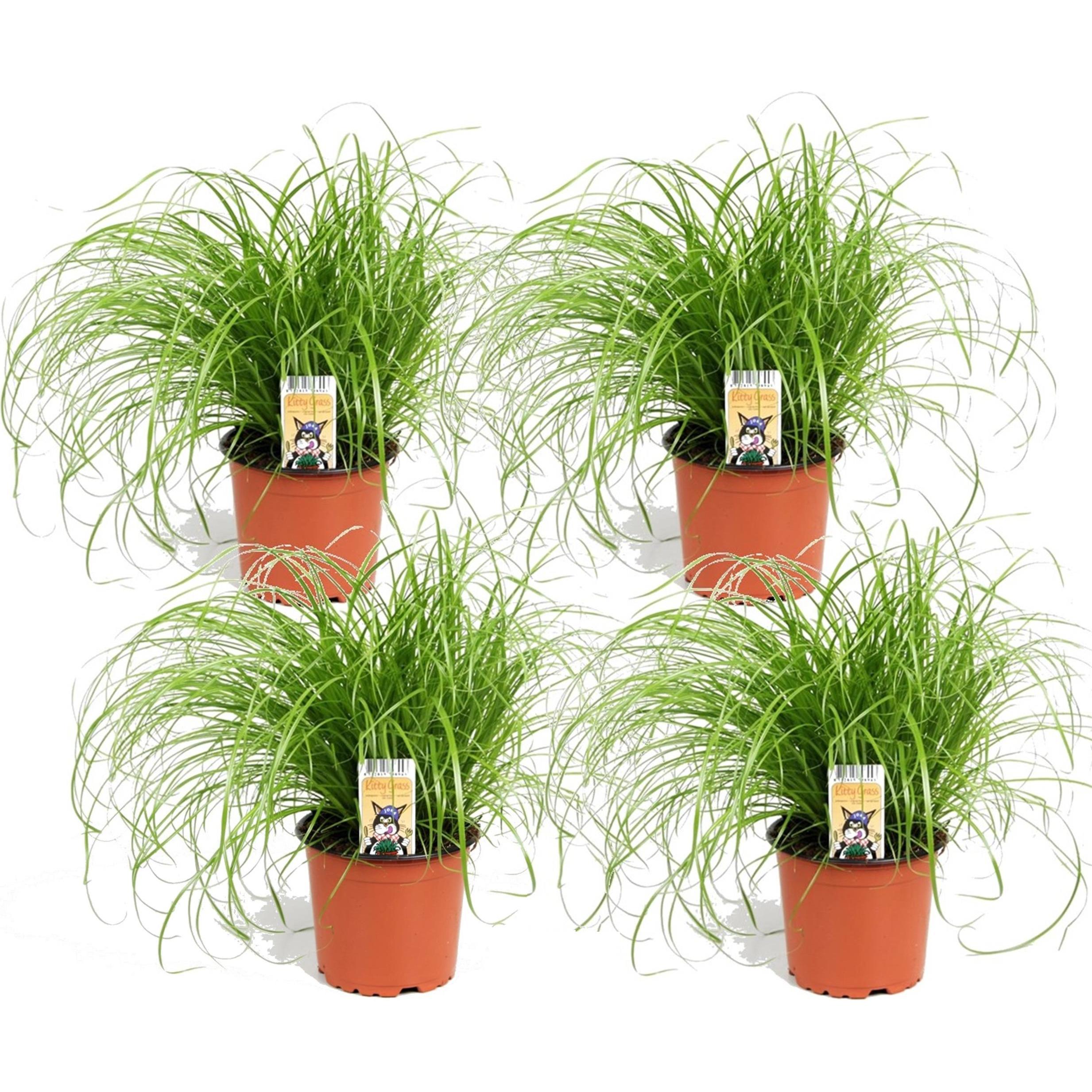 Plant in a Box, Pflanzen, Cyperus zumula - 4er Set Zyperngras (40 cm)
