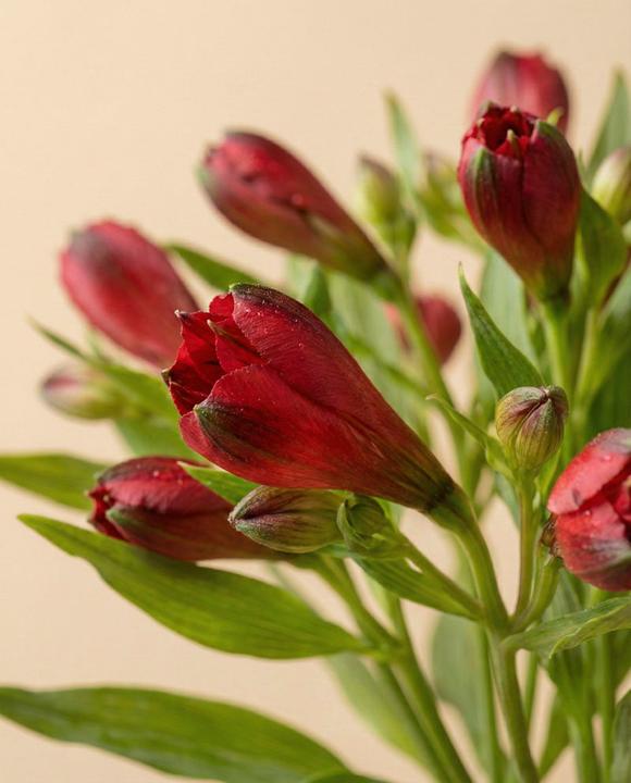 Produktbild feey Alstroemeria rot (10x)