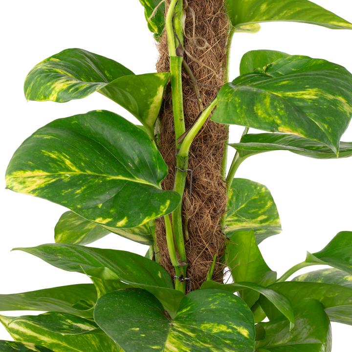Actual product image Flowerbox Golden pothos on moss stick - height ca. 50 cm, pot-Ø 15 cm - Epipremnum aureum (50 cm)