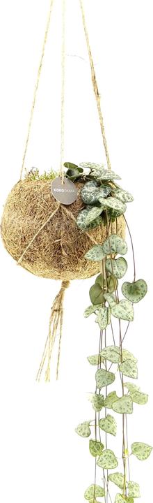 Fresca-Plant Kokodama Ceropegia Ampel 12cm 6set (25 cm)