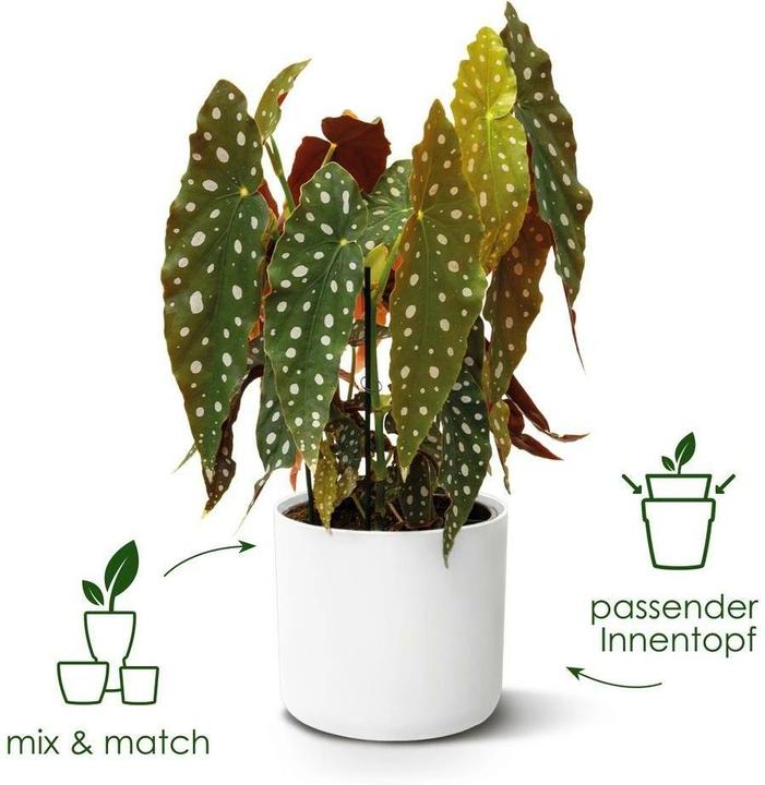 Image du produit Elho B.for Soft Ronde (22 x 20.40 cm)