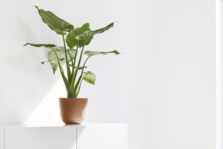 Immagine prodotto Ecopots Oslo Mini (16 cm)