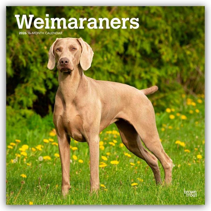 Produktbild Weimaraner - Weimaraner 2025 - 16-Monatskalender