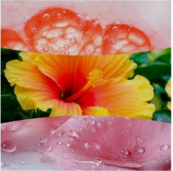 Actual product image WoodWick Lush Pomelo medium Jar
