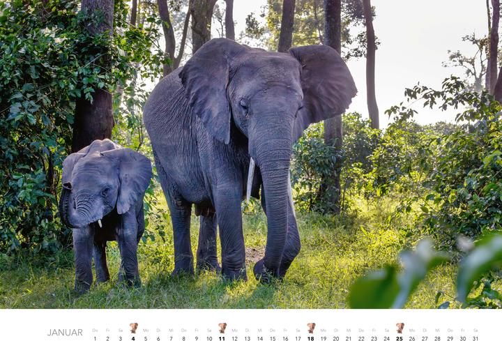 Produktbild Elefanten Kalender 2026