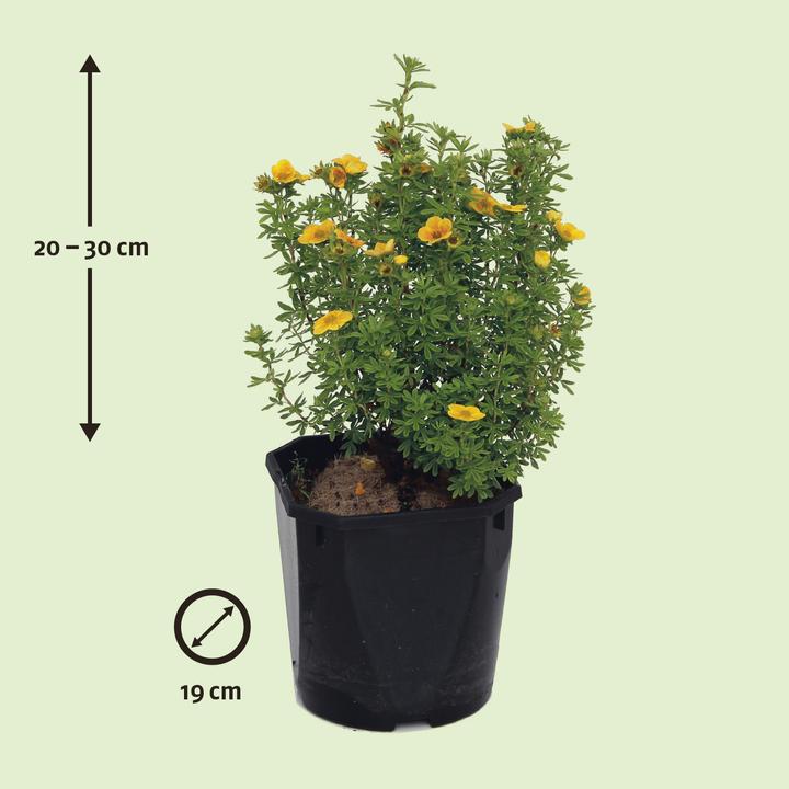 Produktbild Zulauf Fingerstrauch / Potentilla fruticosa 'Mango Tango'® (30 cm)