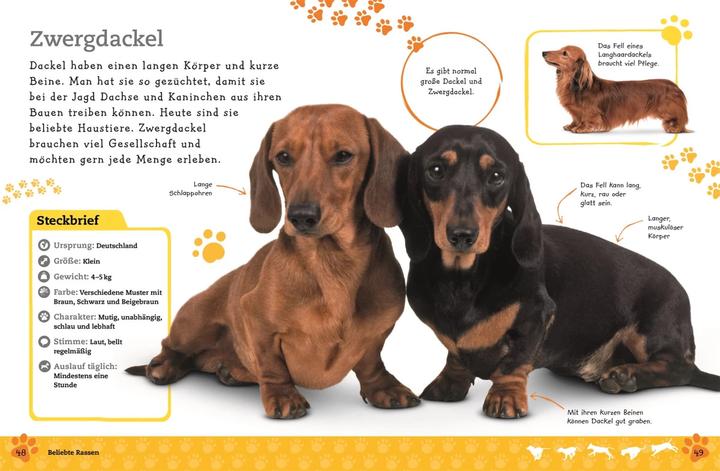 Produktbild Alles über deinen Hund (Deutsch, Andrea Mills, 2018)