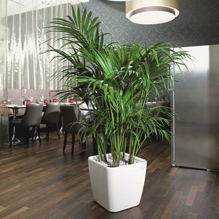 Immagine prodotto Lechuza Quadro LS (28 x 28 x 26 cm)