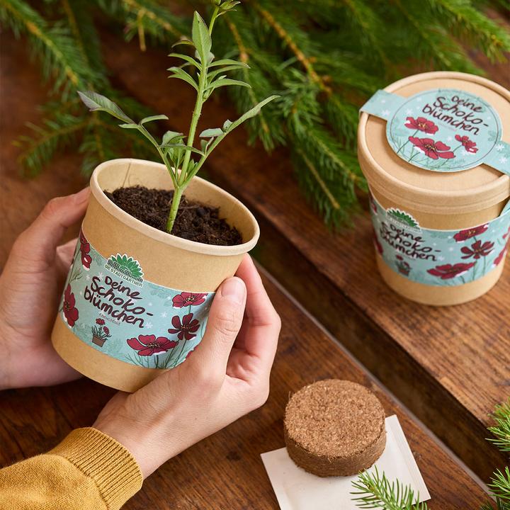 Actual product image Die Stadtgärtner 2er-Set Wunderschöne Schokoblumen Anzucht-Set im Becher