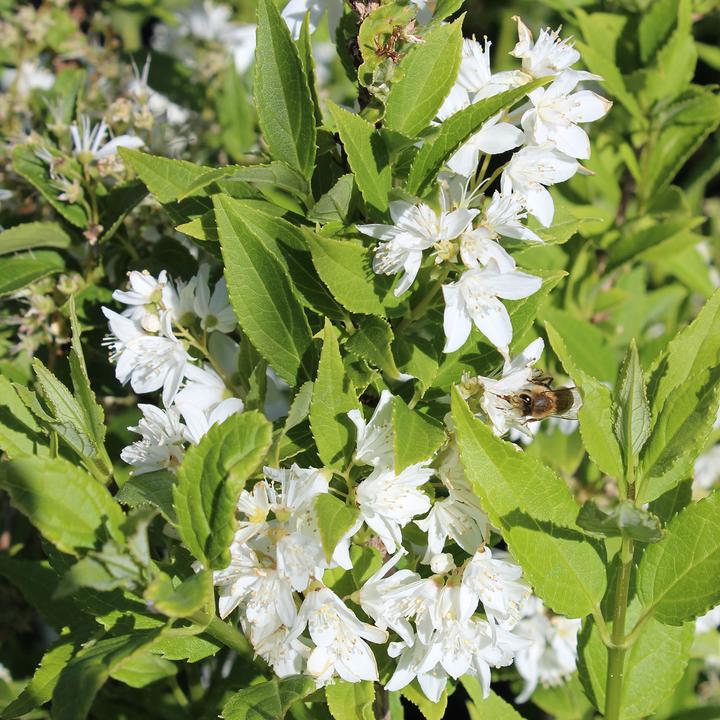 Actual product image Zulauf Slender Deutzia, Japanes Snow Flower (30 cm)