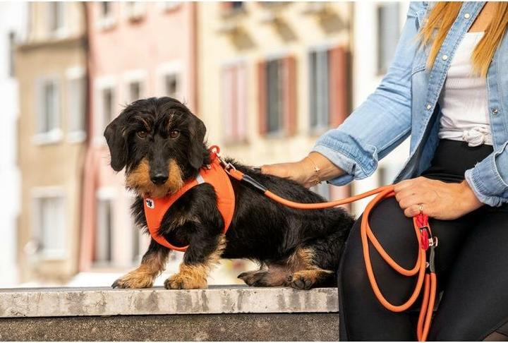 Image du produit Curli Air-Mesh (M, Chien, Général)