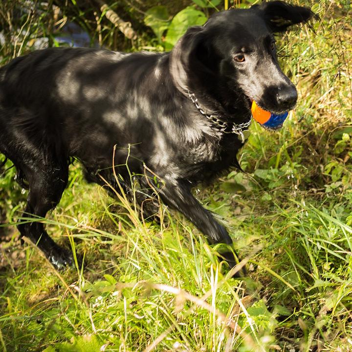 Immagine prodotto GiGwi Palla (Palla giocattolo per cani)