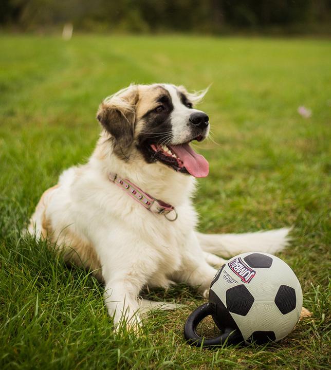 Immagine prodotto GiGwi Calcio a 5 (Palla giocattolo per cani)