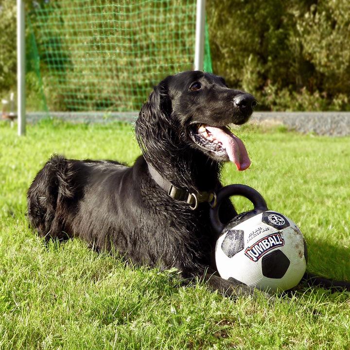 Immagine prodotto GiGwi Calcio a 5 (Palla giocattolo per cani)