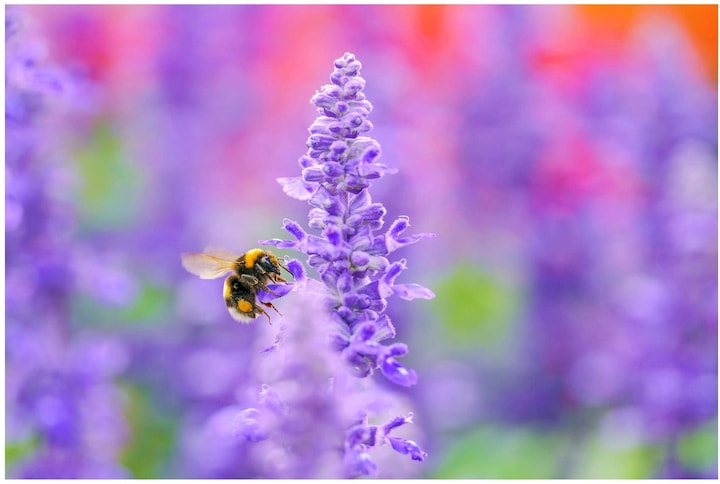 Image du produit Sigma 105mm f/2.8 DG DN Macro Art Sony E (Sony E, Plein format)