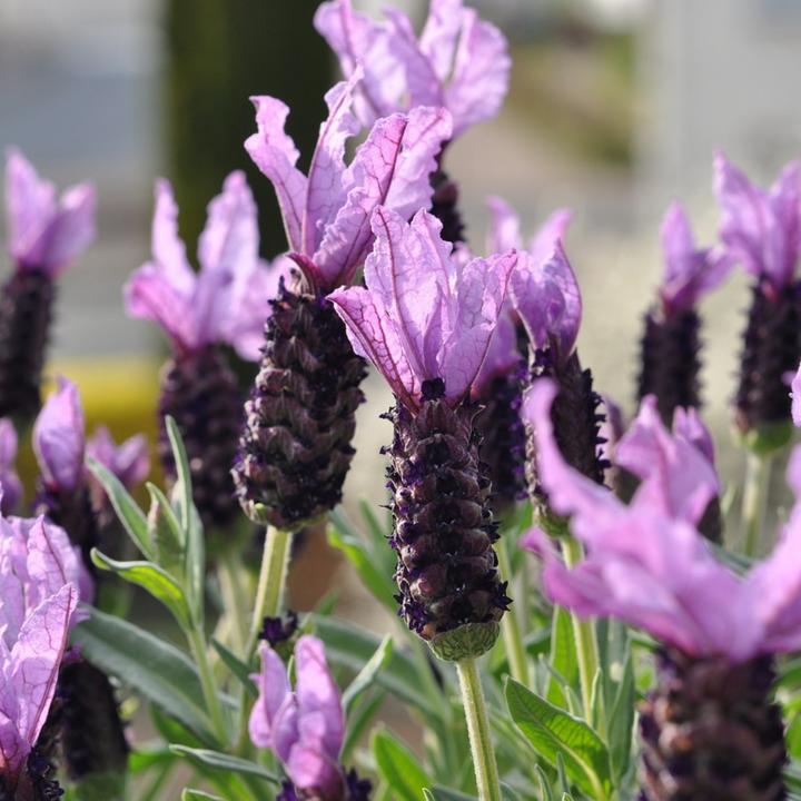 Produktbild Plant in a Box Lavandula stoechas 'Anouk' - 2er-Set Lavendelbaum (45 cm)