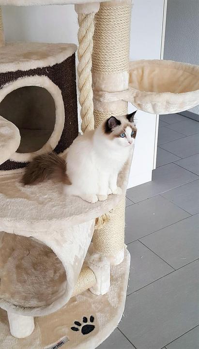 Produktbild Pet Homes Long Beach (192 cm, Beige)