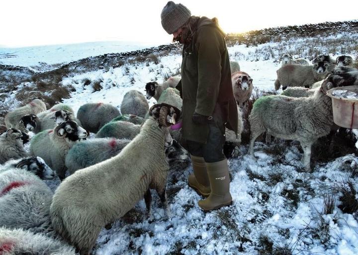 Produktbild Dunlop Purofort Thermo+ (S5, 45)