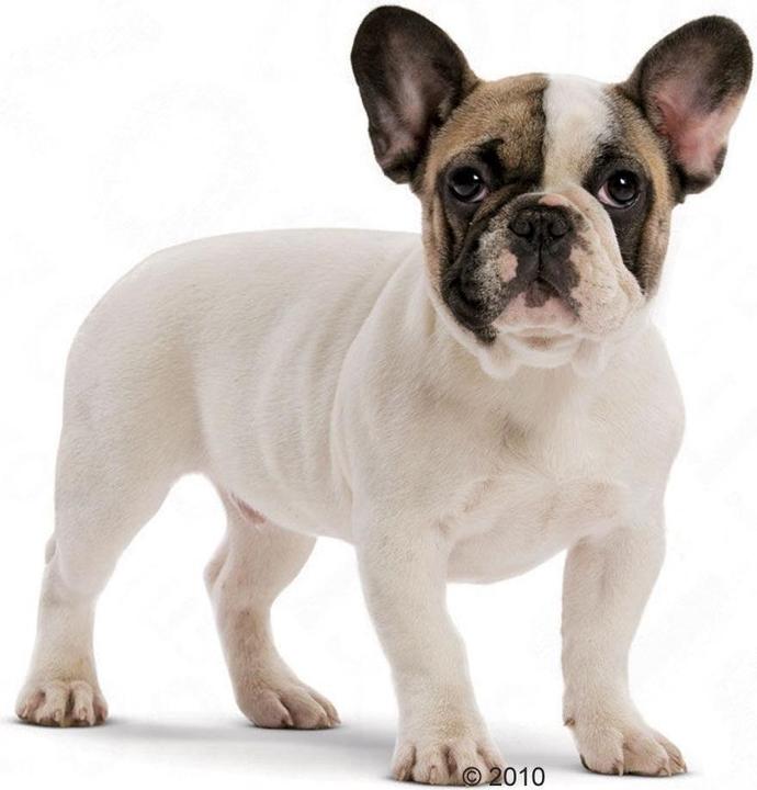 Produktbild Royal Canin French Bulldog Junior (Junior, 1 Stk., 10000 g)