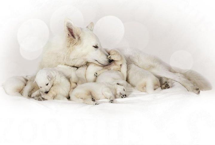 Immagine prodotto Royal Canin Latte Babydog (Cucciolo + gattino, 1 pz., 2000 g)
