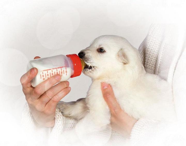 Immagine prodotto Royal Canin Latte Babydog (Cucciolo + gattino, 1 pz., 2000 g)