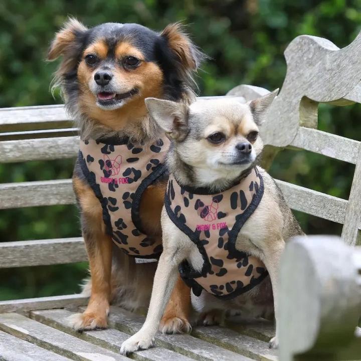 Actual product image Digby & Fox Dog harness with leopard pattern (40, 41, 42, 43, 44, 45, 46, 47, 48, 49, 50, 52, 54, 56, 58, 60, 62, 68, Dog, General)