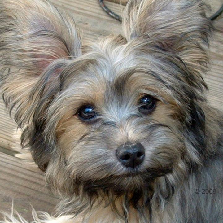 Image du produit Acana Prairies régionales (Adulte, 1 pcs, 6000 g)