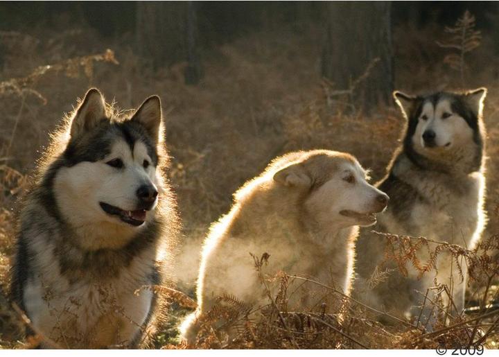 Image du produit Acana Prairies régionales (Adulte, 1 pcs, 6000 g)