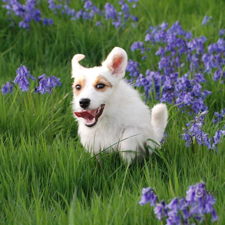 Image du produit Acana Prairies régionales (Adulte, 1 pcs, 6000 g)