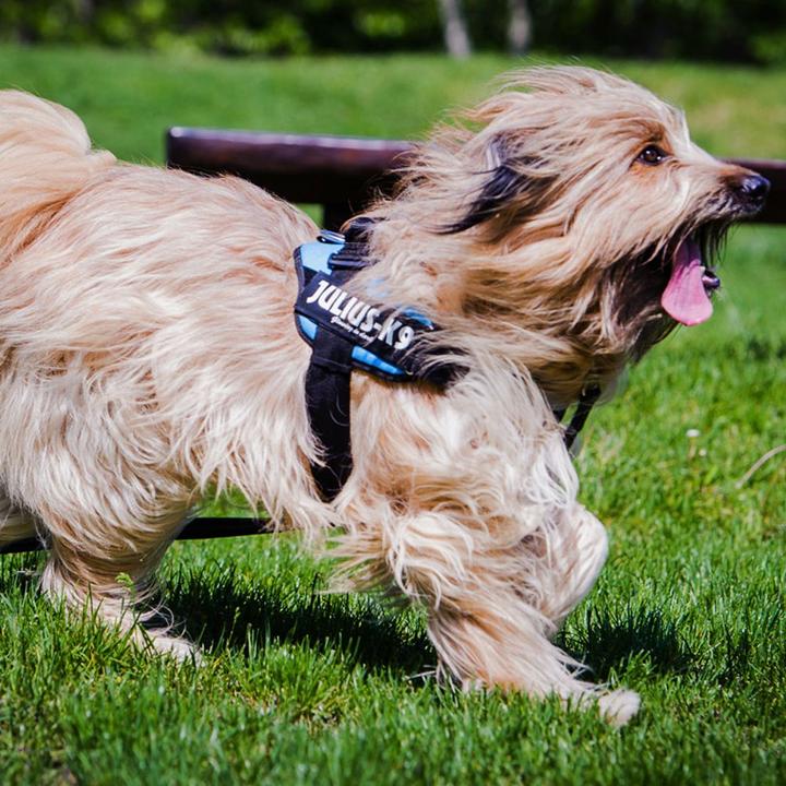 Produktbild Julius-K9 IDC®-Powergeschirr aquamarine Grösse 1: Brustumfang 63-85 cm (1, Hund, Hundesport)