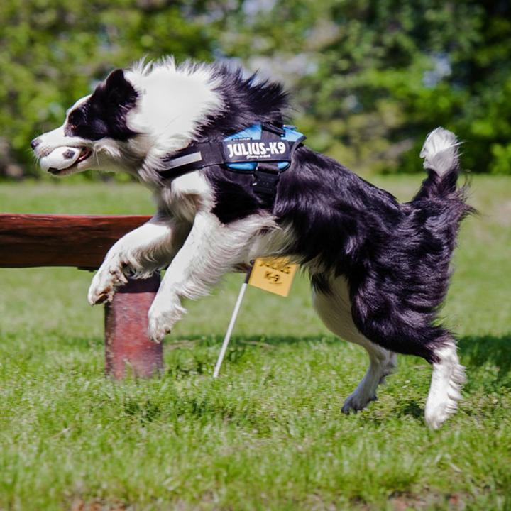 Produktbild Julius-K9 IDC®-Powergeschirr aquamarine Grösse 1: Brustumfang 63-85 cm (1, Hund, Hundesport)