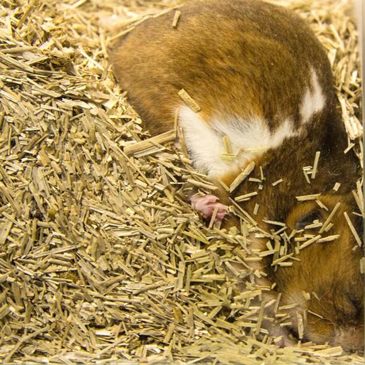 Produktbild Bunny Bedding Active (4.75 kg, Einstreu)