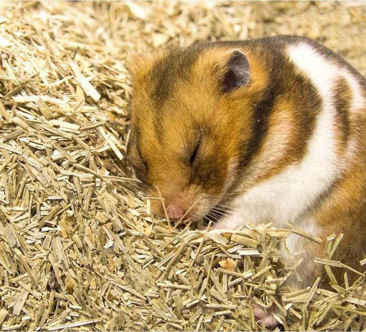 Produktbild Bunny Bedding Active (4.75 kg, Einstreu)