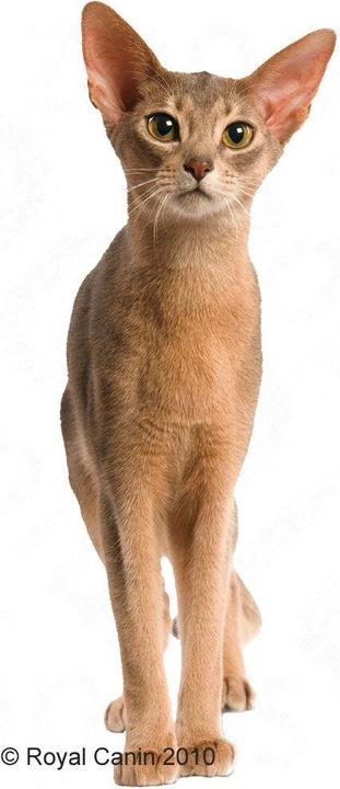 Produktbild Royal Canin Exigent 33 - Aromatic Attraction (Senior, 1 Stk., 10000 g)